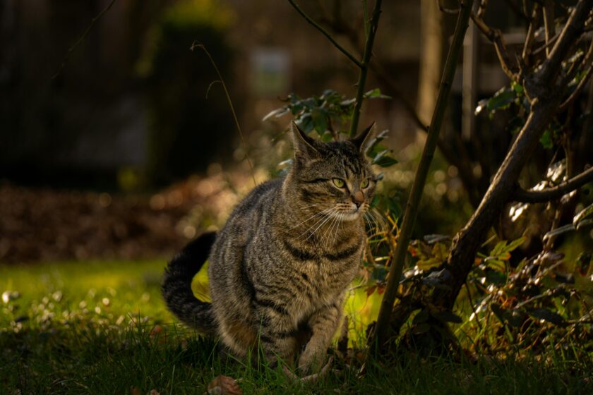 Tiere & Pflanzen